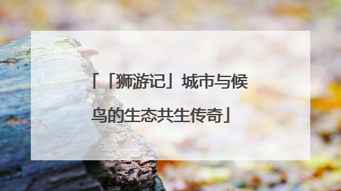 「狮游记」城市与候鸟的生态共生传奇
