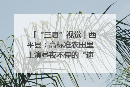 “三夏”视觉｜西平县：高标准农田里上演昼夜不停的“速度与激情”