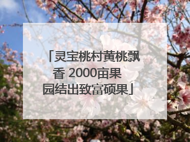 灵宝桃村黄桃飘香 2000亩果园结出致富硕果