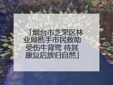 烟台市芝罘区林业局携手市民救助受伤牛背鹭 待其康复后放归自然