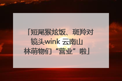 短尾猴炫饭、斑羚对镜头wink 云南山林萌物们“营业”啦