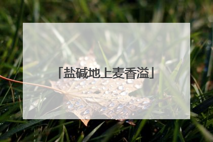 盐碱地上麦香溢