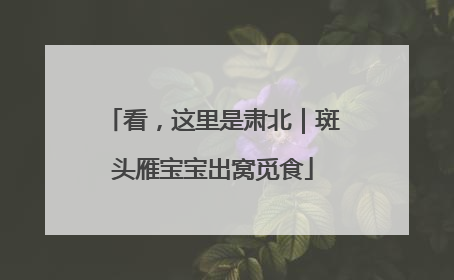 看，这里是肃北｜斑头雁宝宝出窝觅食