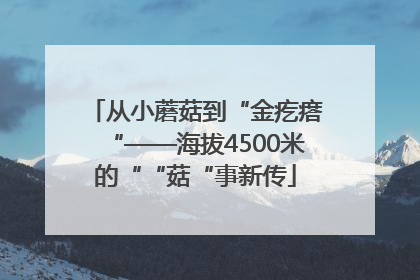 从小蘑菇到“金疙瘩“——海拔4500米的““菇“事新传