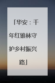 华安：千年红锥林守护乡村振兴路