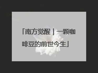 南方觉醒｜一颗咖啡豆的前世今生