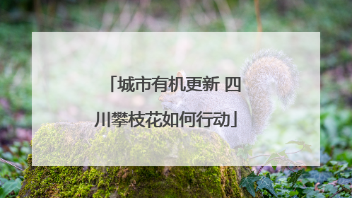 城市有机更新 四川攀枝花如何行动