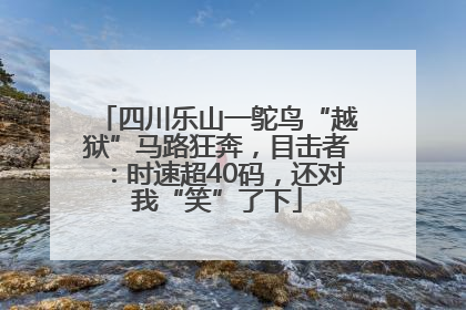 四川乐山一鸵鸟“越狱”马路狂奔，目击者：时速超40码，还对我“笑”了下