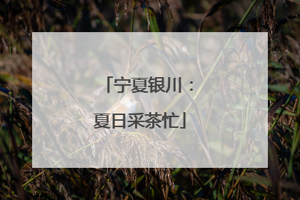 宁夏银川：夏日采茶忙