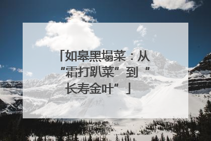 如皋黑塌菜：从“霜打趴菜”到“长寿金叶”