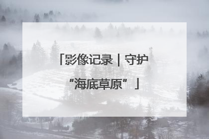 影像记录｜守护“海底草原”