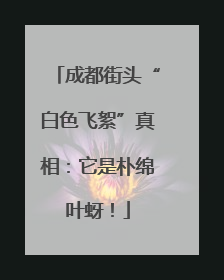 成都街头“白色飞絮”真相：它是朴绵叶蚜！