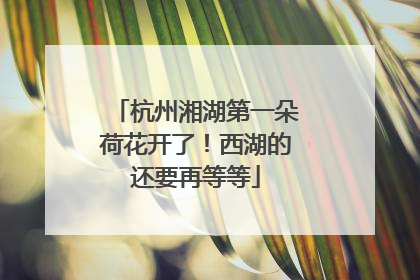 杭州湘湖第一朵荷花开了！西湖的还要再等等