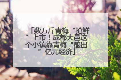 数万斤青梅“抢鲜”上市！成都大邑这个小镇靠青梅“酿出”亿元经济