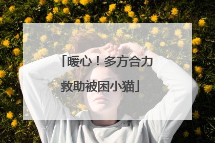 暖心！多方合力救助被困小猫