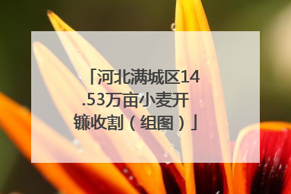 河北满城区14.53万亩小麦开镰收割（组图）