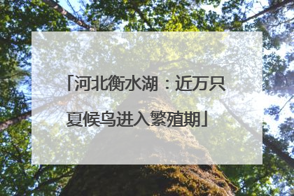 河北衡水湖：近万只夏候鸟进入繁殖期