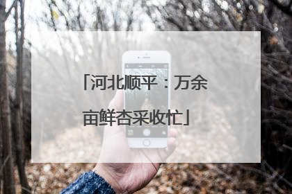 河北顺平：万余亩鲜杏采收忙