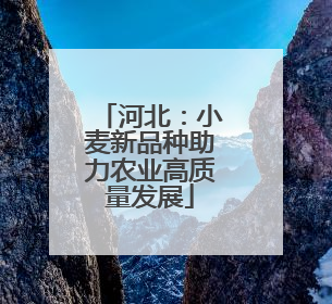 河北：小麦新品种助力农业高质量发展