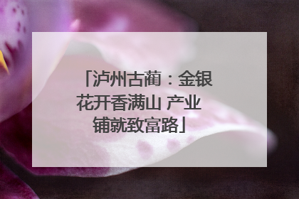 泸州古蔺：金银花开香满山 产业铺就致富路