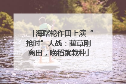 海曙轮作田上演“抢时”大战：蔺草刚离田，晚稻就栽种