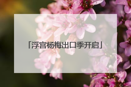 浮宫杨梅出口季开启