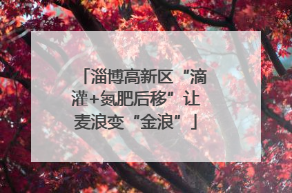 淄博高新区“滴灌+氮肥后移”让麦浪变“金浪”