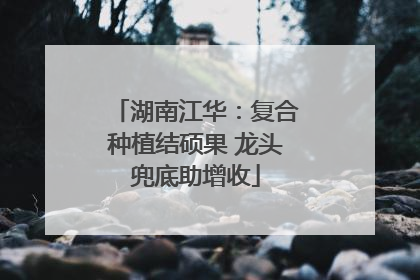 湖南江华：复合种植结硕果 龙头兜底助增收