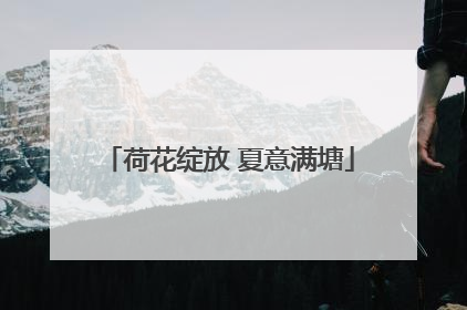荷花绽放 夏意满塘