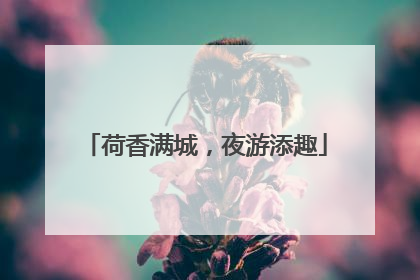 荷香满城，夜游添趣