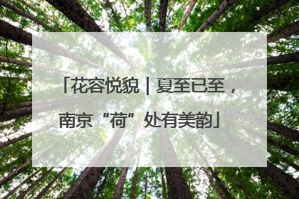 花容悦貌｜夏至已至，南京“荷”处有美韵