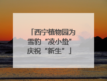 西宁植物园为雪豹“凌小蛰”庆祝“新生”