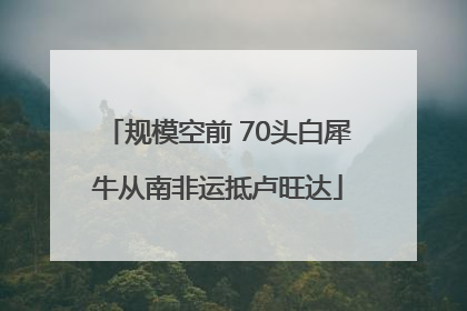 规模空前 70头白犀牛从南非运抵卢旺达
