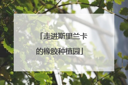 走进斯里兰卡的橡胶种植园