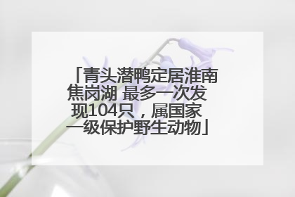 青头潜鸭定居淮南焦岗湖 最多一次发现104只，属国家一级保护野生动物