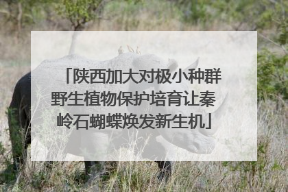 陕西加大对极小种群野生植物保护培育让秦岭石蝴蝶焕发新生机