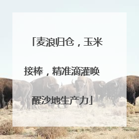 麦浪归仓，玉米接棒，精准滴灌唤醒沙地生产力