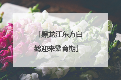 黑龙江东方白鹳迎来繁育期